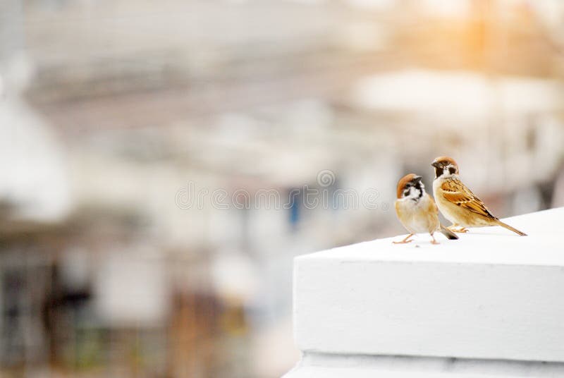 Couple of sparrows. Little bird on a white wall