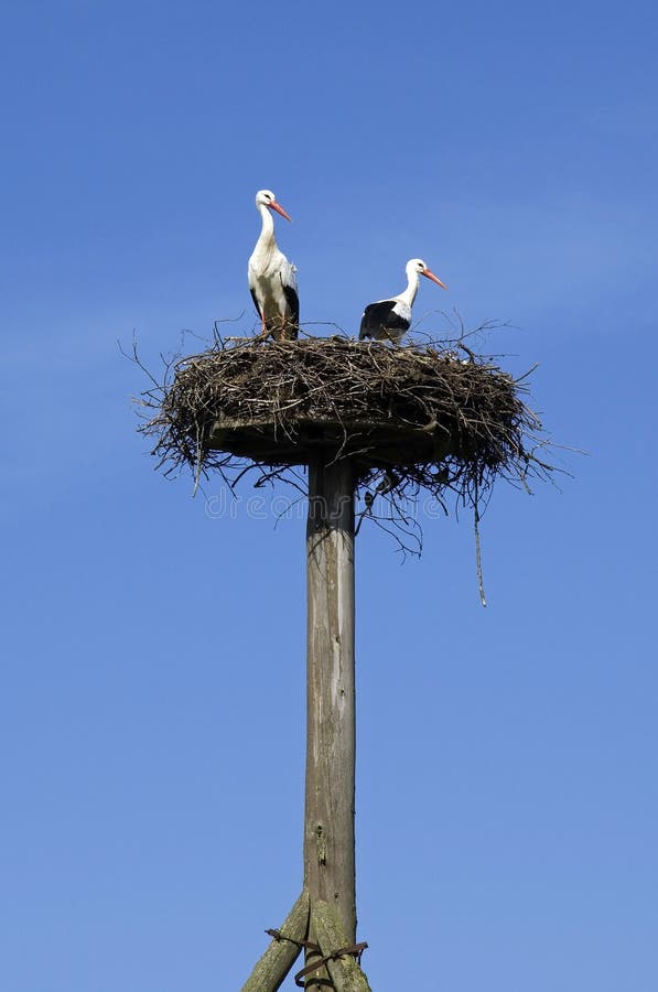 A couple of storks on the nest in blue sky