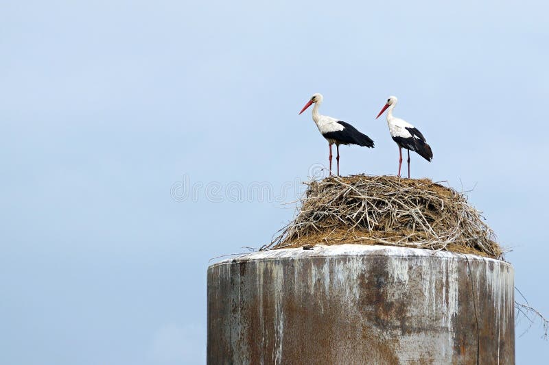 Couple of storks stand together in a nest