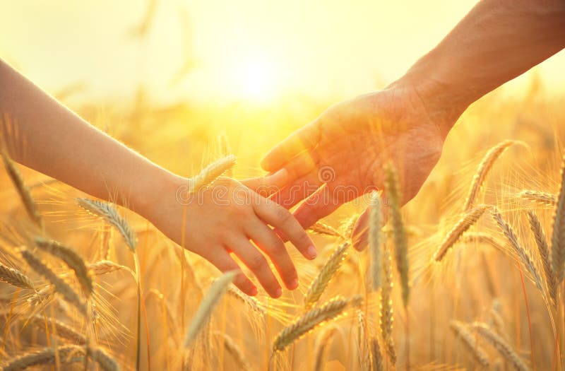 Couple taking hands and walking on golden wheat field stock images