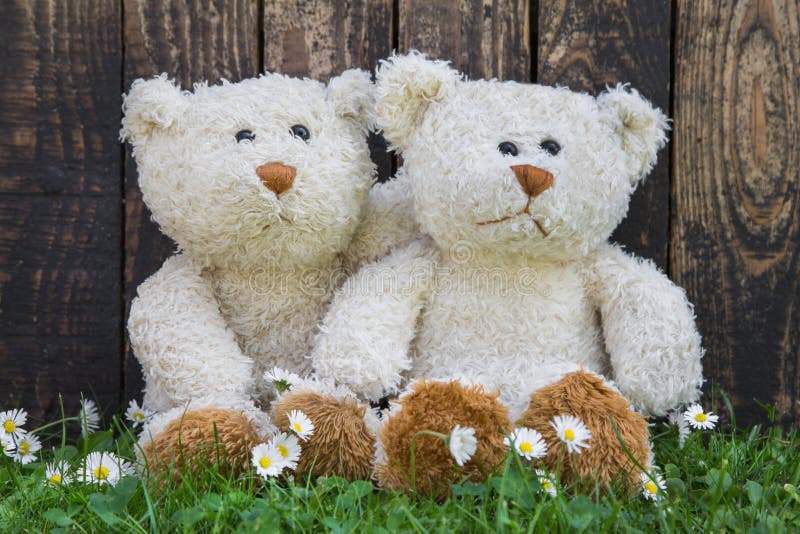 Couple of Teddy Bears Sitting in the Green Embraced. Funny Decor Stock