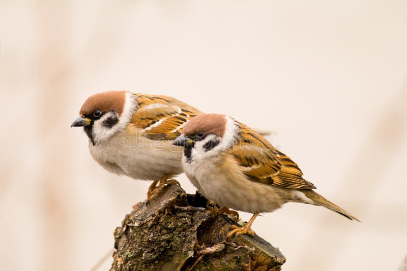 Couple tree sparrows on a stick