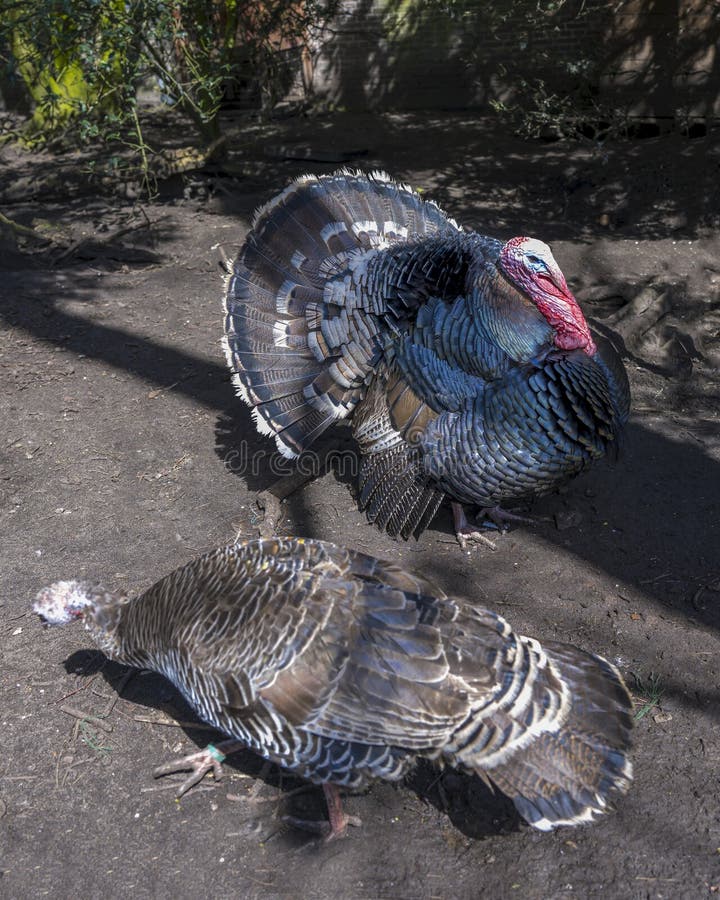 Couple of turkey, the large bird in the genus Meleagris royalty free stock images