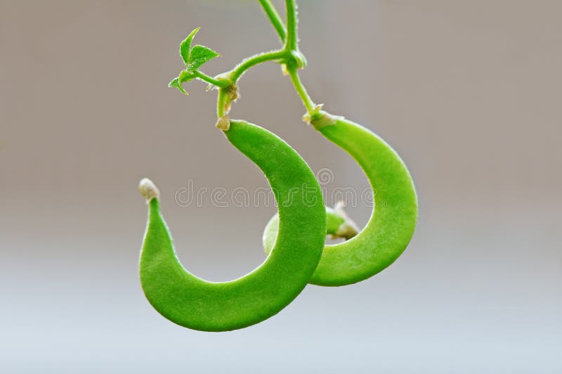 Couple of twisted green string beans isolated. Couple of twisted green string beans isolated