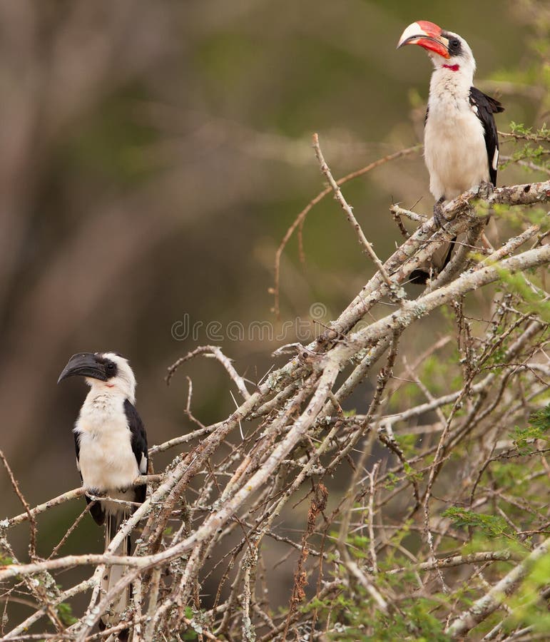A female and a male Von der Decken's Hornbill (Tockus deckeni) at Lake Nakuru National Park. A female and a male Von der Decken's Hornbill (Tockus deckeni) at Lake Nakuru National Park.