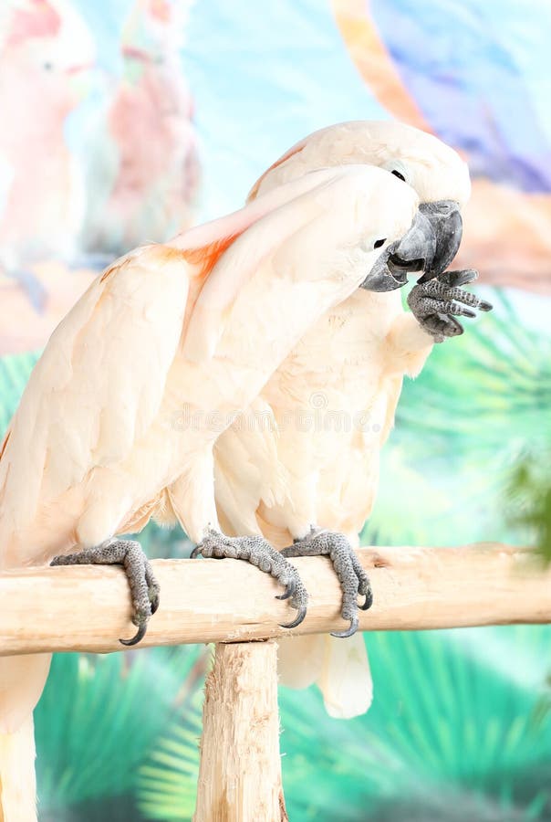 Couple White Parrot On A Branch stock images