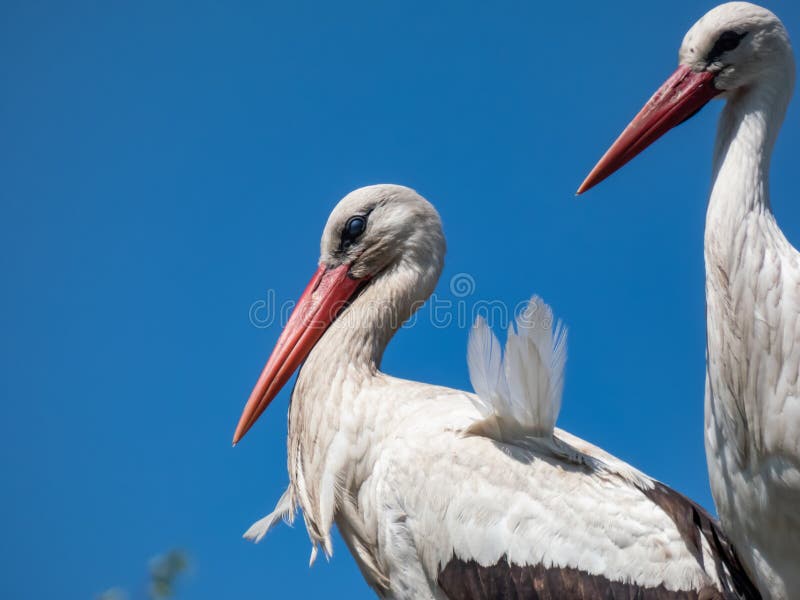 White storks (Ciconia ciconia) standing in nest on roof of a building with blue sky in background. Large birds with. Couple of the white storks (Ciconia ciconia