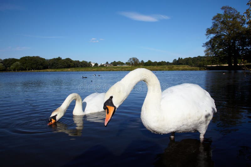 Couple of white swans