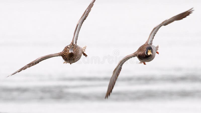 Couple of wild ducks flying