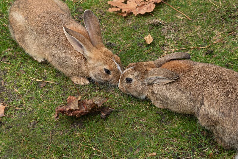 Download Couple Of Wild Hares Kissing On Grass. Hares Lie Nose To ...