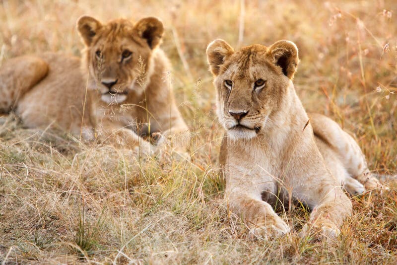 Couple of young lion cubs in natural grassland environment stock photography Couple of young lion cubs in natural grassland environment stock photography