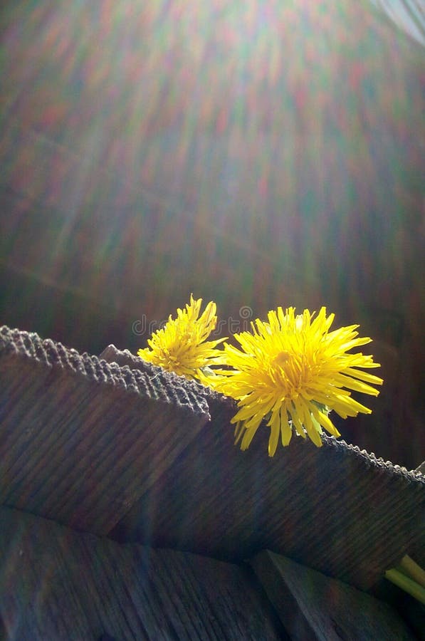 Couples 2 d'aster images libres de droits Couples 2 d'aster images libres de droits