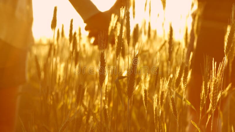 Couples dans l'amour au coucher du soleil dans le blé