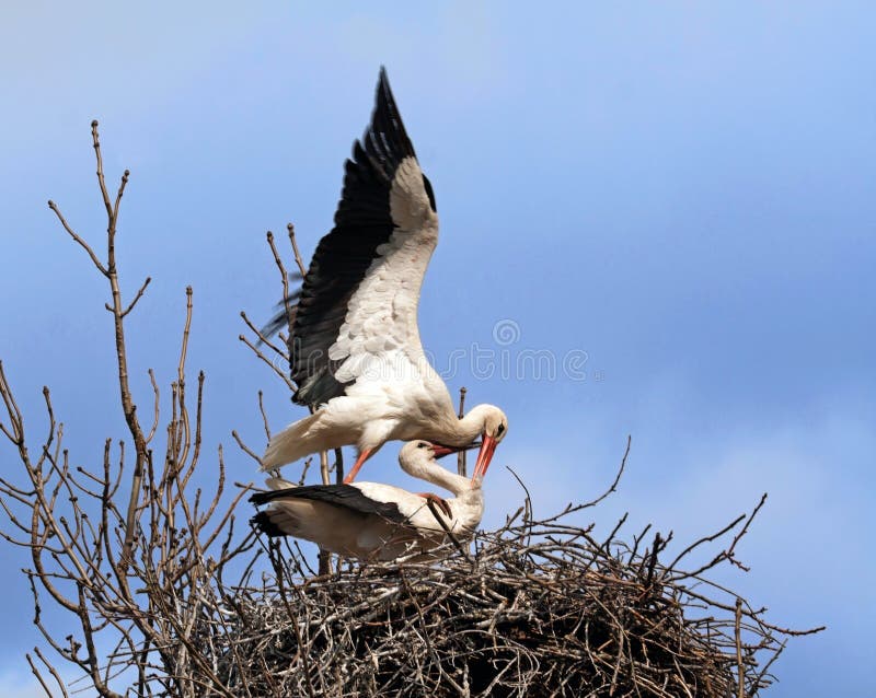 Couples de accouplement de cigogne image stock Couples de accouplement de cigogne image stock