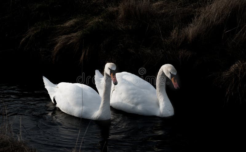 Couples de cygne recherchant la nourriture photos stock Couples de cygne recherchant la nourriture photos stock