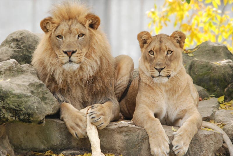 Couples de lion photos libres de droits Couples de lion photos libres de droits
