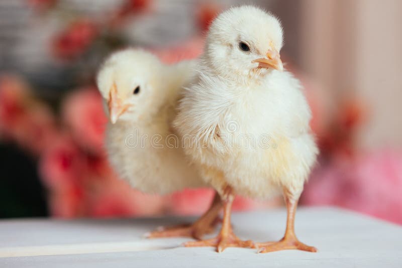 Couples de petits poussins nouveau-nés jaunes amicaux mignons sur une table en bois sur le fond brouillé photo libre de droits Couples de petits poussins nouveau-nés jaunes amicaux mignons sur une table en bois sur le fond brouillé photo libre de droits