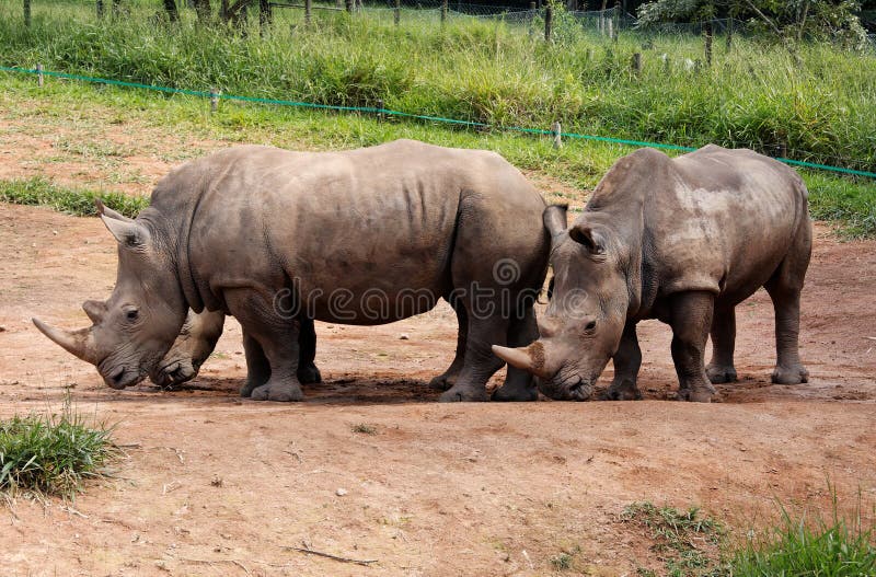 Couples de rhinocéros photo stock Couples de rhinocéros photo stock