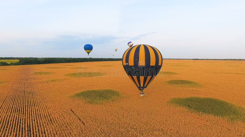 Couples des ballons à air chauds flottant au-dessus des champs d'or, paysage hypnotisant clips vidéos