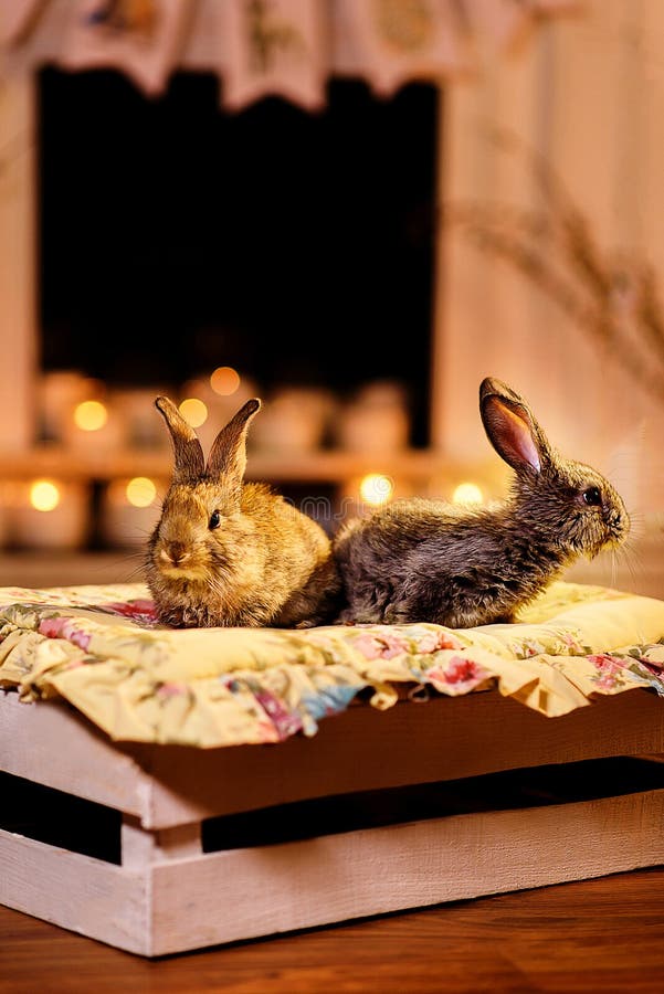 Couples des lapins curieux et soigneux se reposant sur une boîte en bois photo libre de droits Couples des lapins curieux et soigneux se reposant sur une boîte en bois photo libre de droits