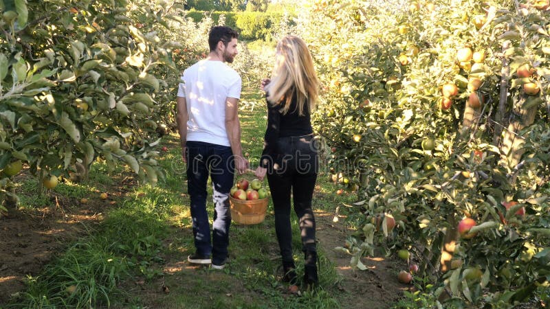 Couplez juger le panier plein des pommes marchant par le champ de pommiers banque de vidéos