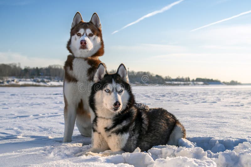 Couplez les chiens enroués sibériens sur le fond ensoleillé d'hiver Portrait de deux chiens enroués stupéfiants se reposant sur l photographie stock libre de droits Couplez les chiens enroués sibériens sur le fond ensoleillé d'hiver Portrait de deux chiens enroués stupéfiants se reposant sur l photographie stock libre de droits