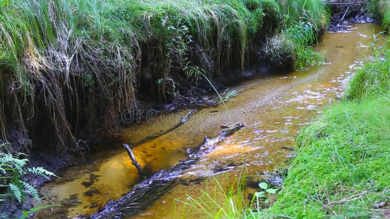Courant de forêt en Europe centrale Eau propre avec la végétation fraîche verte banque de vidéos