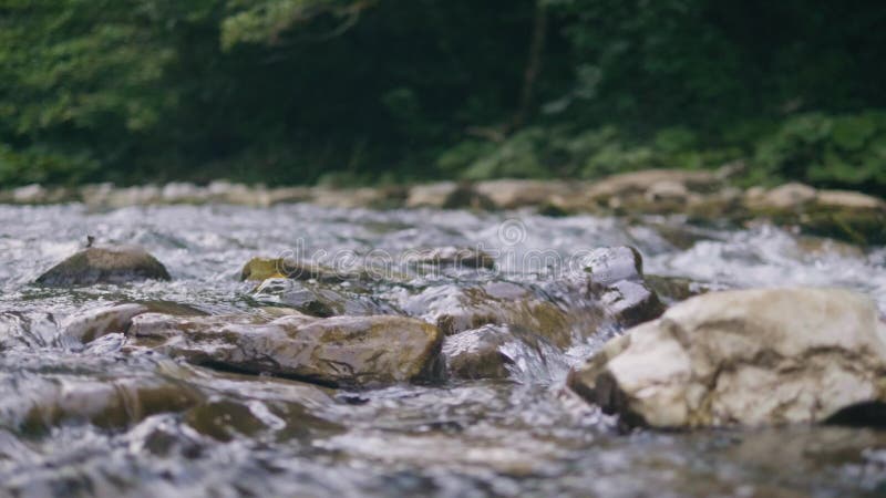 Courant de l'eau propre entrant dans la rivière rocheuse dans le paysage de montagne Fleuve pierreux banque de vidéos
