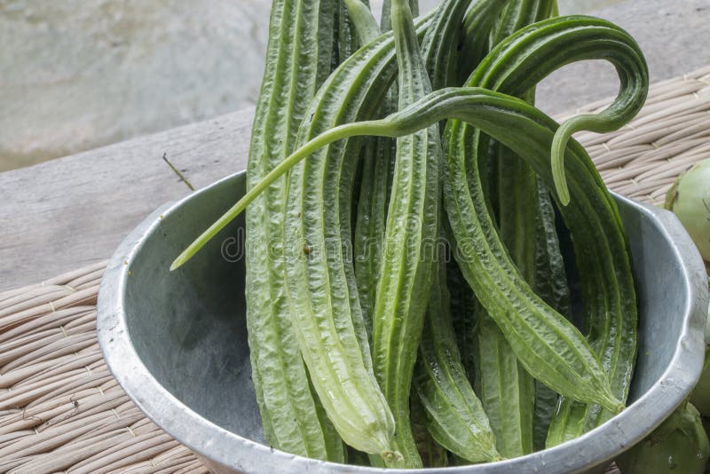 Courge d'éponge de luffa à angles ou luffa à angles de harvestSmooth de courge images stock