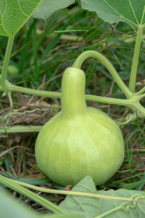 Courge de bouteille ou courge de calebasse sur la terre dans le jardin image libre de droits Courge de bouteille ou courge de calebasse sur la terre dans le jardin image libre de droits