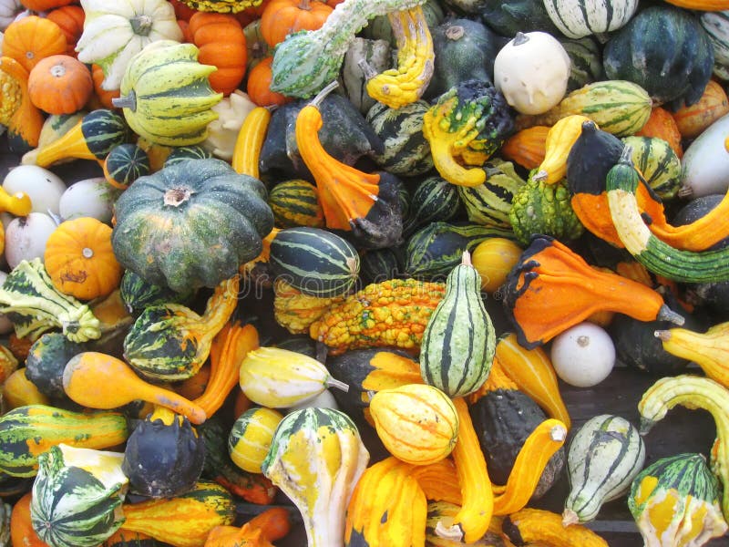 Courges à vendre images stock Courges à vendre images stock