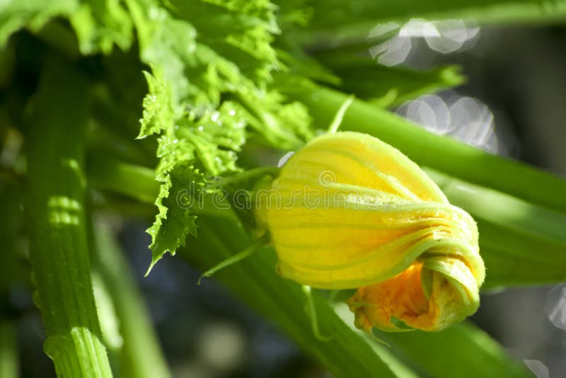 Courgette flower stock photo. Image of green, blossom 27715426