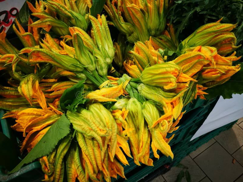 Courgette flowers stock image. Image of seasonal, natural 93089525