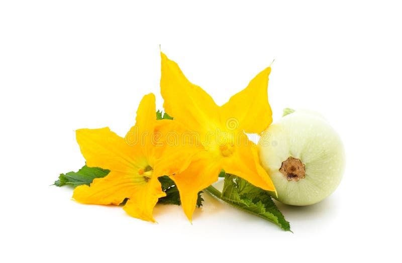 Courgette with Leaves and Flower Stock Image Image of healthy, ripe
