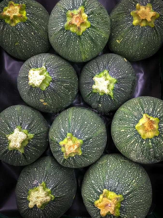 Courgette ronde d'Espagne photo stock Courgette ronde d'Espagne photo stock