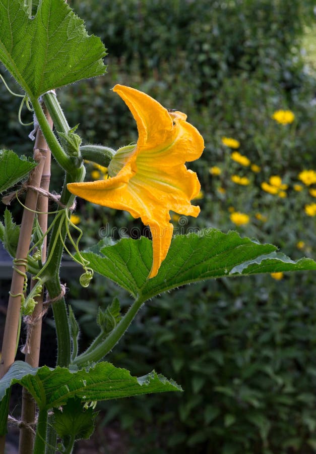 Courgette Yellow Flower Marrow Zucchini Stock Image Image of stem