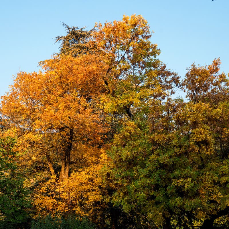 Couronne colorée d'automne d'un arbre contre le ciel bleu Feuilles jaunes, rouges et vertes lumineuses Grand fond pour un thème image libre de droits Couronne colorée d'automne d'un arbre contre le ciel bleu Feuilles jaunes, rouges et vertes lumineuses Grand fond pour un thème image libre de droits