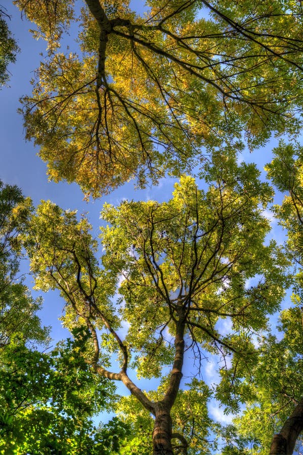 Couronne verte d'arbre avec les feuilles fraîches et le ciel bleu photographie stock Couronne verte d'arbre avec les feuilles fraîches et le ciel bleu photographie stock