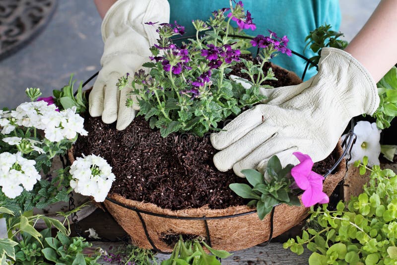 Cours de fille plantant un panier accrochant des fleurs photo stock Cours de fille plantant un panier accrochant des fleurs photo stock