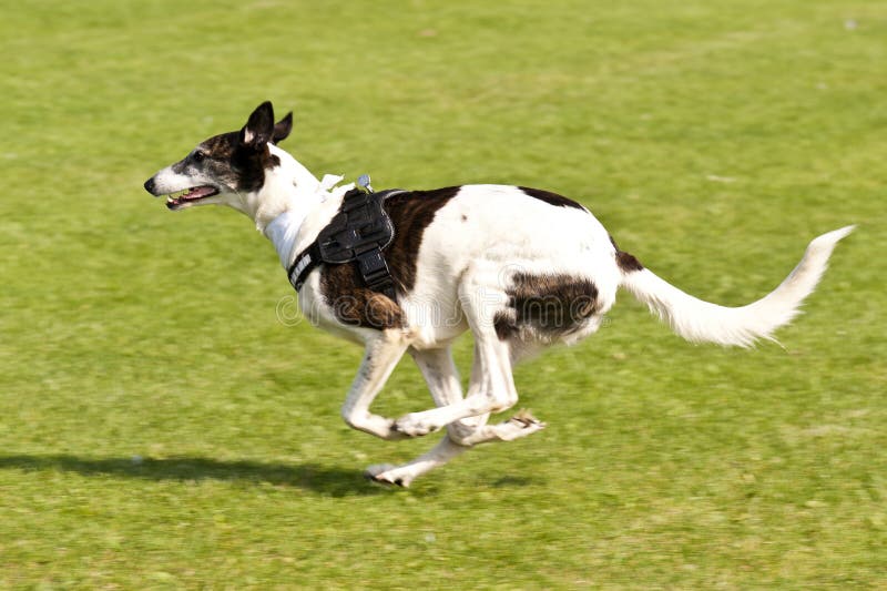 Course de chien photo stock. Image du chemin, mouvement 51548660 Course de chien photo stock. Image du chemin, mouvement 51548660