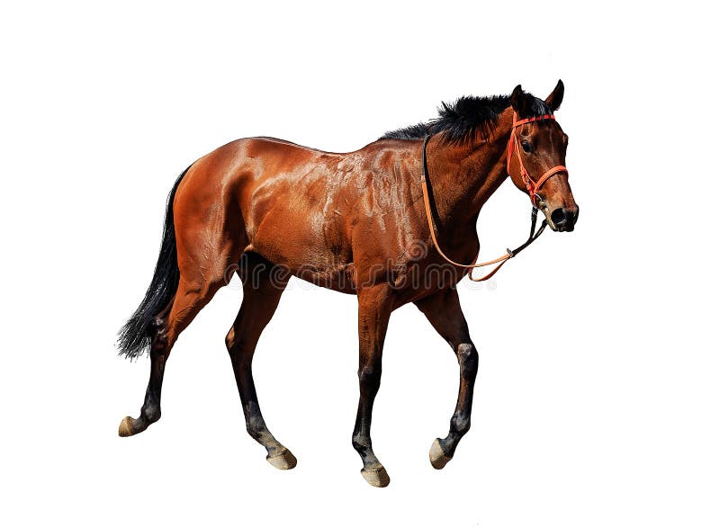 555 Cheval Dans Un Galop Sur Un Fond Blanc Photos Libres De Droits Et Gratuites De Dreamstime 555 Cheval Dans Un Galop Sur Un Fond Blanc Photos Libres De Droits Et Gratuites De Dreamstime