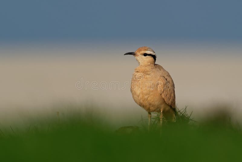 Courser Creme-colorido ( Cursorius cursor) no deserto da areia imagem de stock royalty free Courser Creme-colorido ( Cursorius cursor) no deserto da areia imagem de stock royalty free