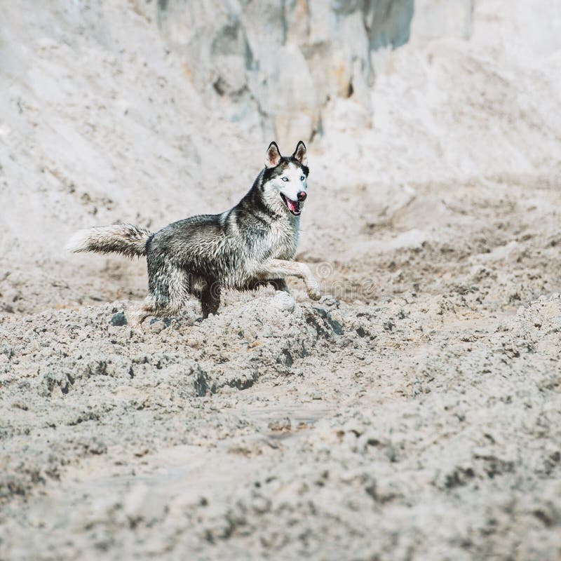 Courses enrouées sibériennes de belle race de chien sur le sable sur la plage image libre de droits Courses enrouées sibériennes de belle race de chien sur le sable sur la plage image libre de droits