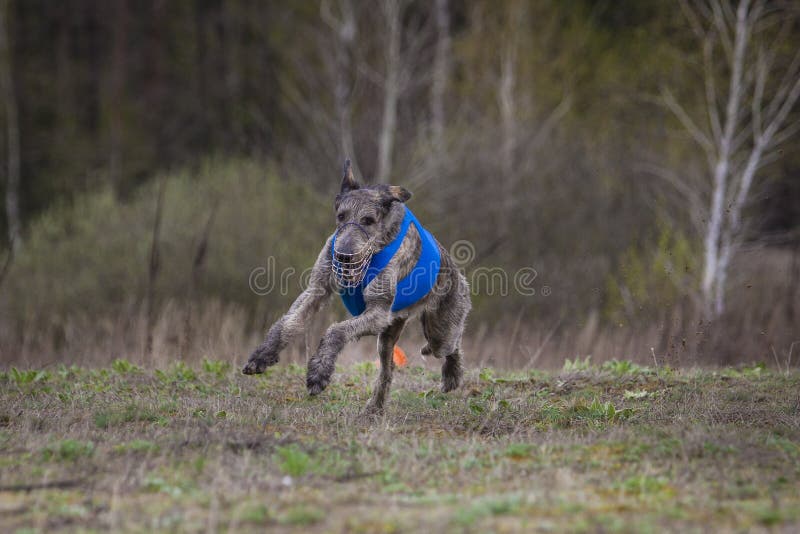 Coursing. Irish Wolfhound dog. Runs across the field royalty free stock photography Coursing. Irish Wolfhound dog. Runs across the field royalty free stock photography