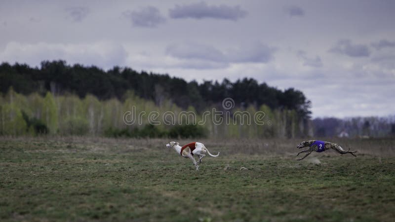 Whippet dog running in the field stock photo Whippet dog running in the field stock photo