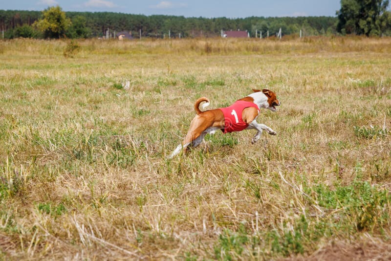 coursing Perro de Basenji en una camiseta roja que corre a través del campo fotografía de archivo libre de regalías coursing Perro de Basenji en una camiseta roja que corre a través del campo fotografía de archivo libre de regalías