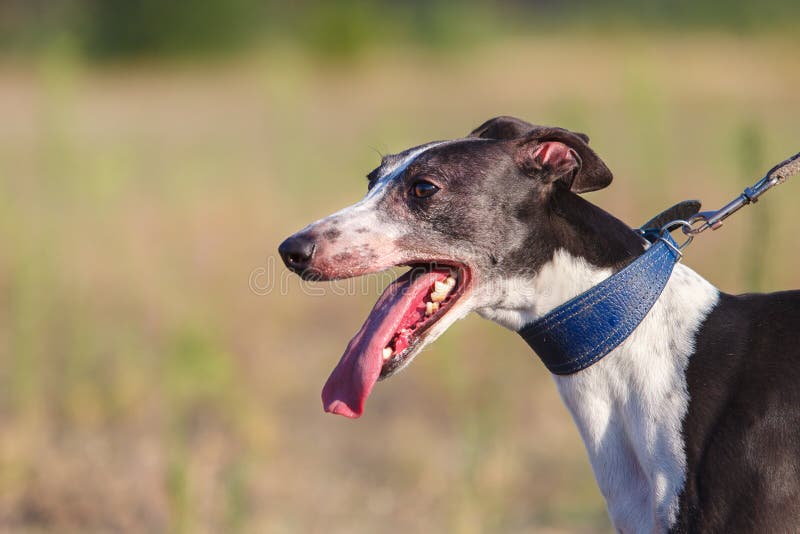 coursing Πορτρέτο ενός σκυλιού whippet στοκ φωτογραφία με δικαίωμα ελεύθερης χρήσης coursing Πορτρέτο ενός σκυλιού whippet στοκ φωτογραφία με δικαίωμα ελεύθερης χρήσης