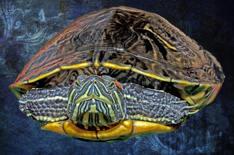Illustration of an Eastern Painted Turtle Against a Background o