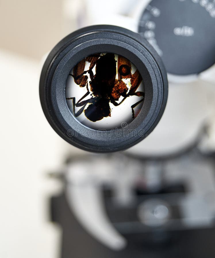 Coutil d'Ixodes, vue du microscope Foyer sélectif sur l'oculaire image libre de droits Coutil d'Ixodes, vue du microscope Foyer sélectif sur l'oculaire image libre de droits