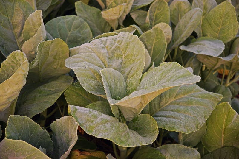 Couve chinesa, legume com folhas imagem de stock Couve chinesa, legume com folhas imagem de stock